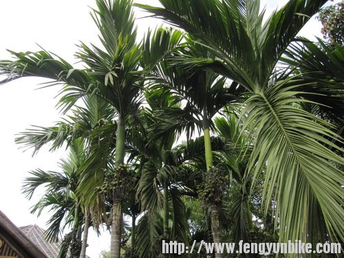 槟榔树