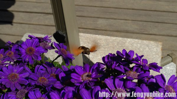 仔细看这个虫虫在采花蜜呢