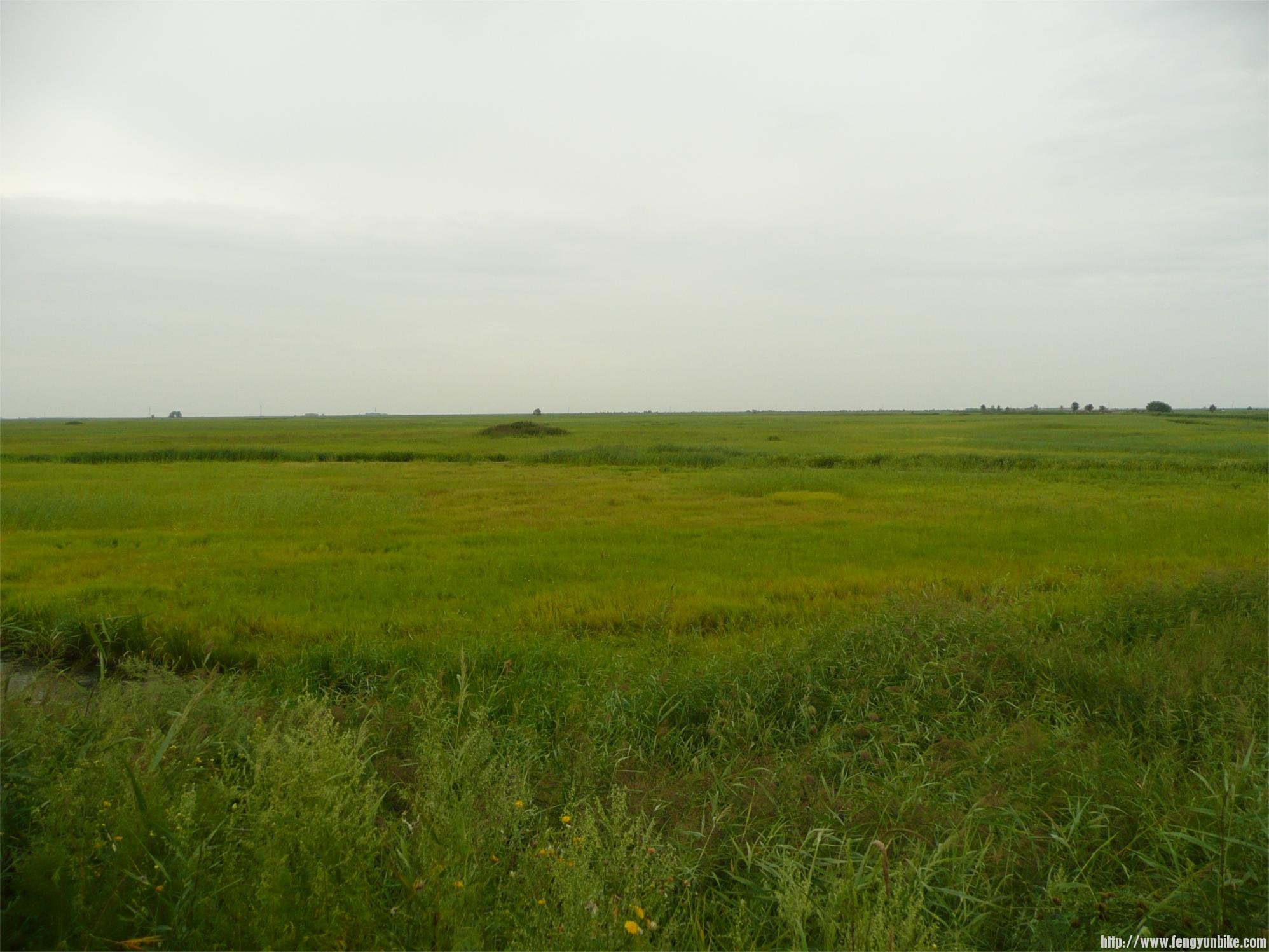 扎龙保护区，鹤的故乡。