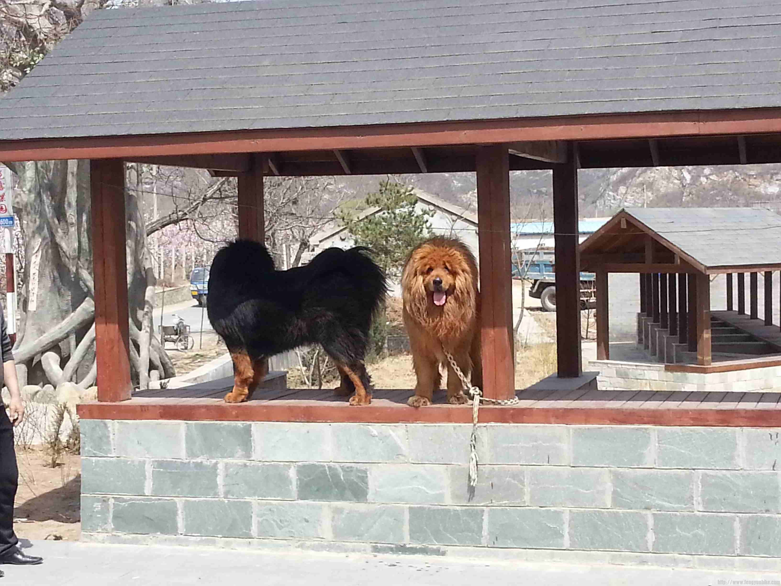 偶遇两条藏獒，霸气十足