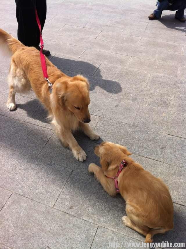 偶遇大金毛有点害怕