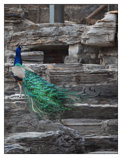 孔雀.jpg