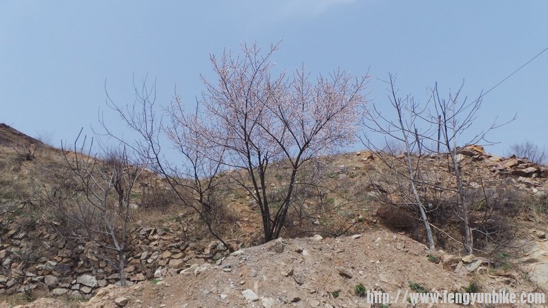 本次活动的目的之一是看野花，路边的野花终于找到了@@