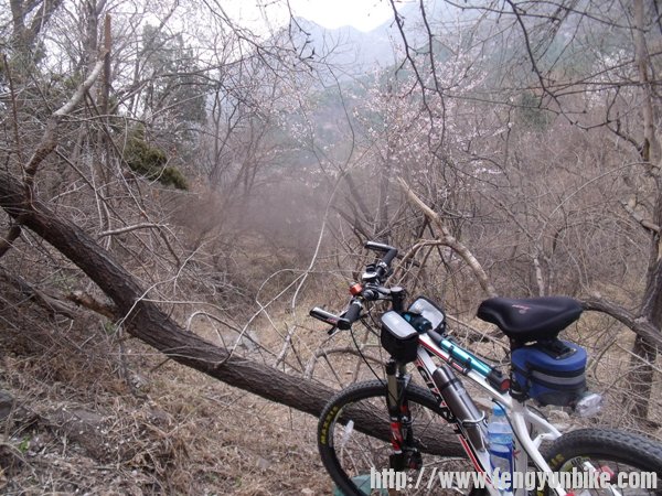 横在路上的枯树