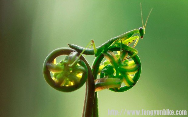 mantis-bike_2191258b.jpeg