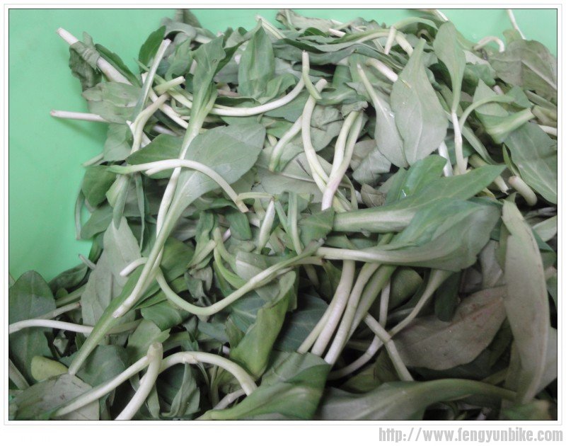 新鲜的野菜马兰头