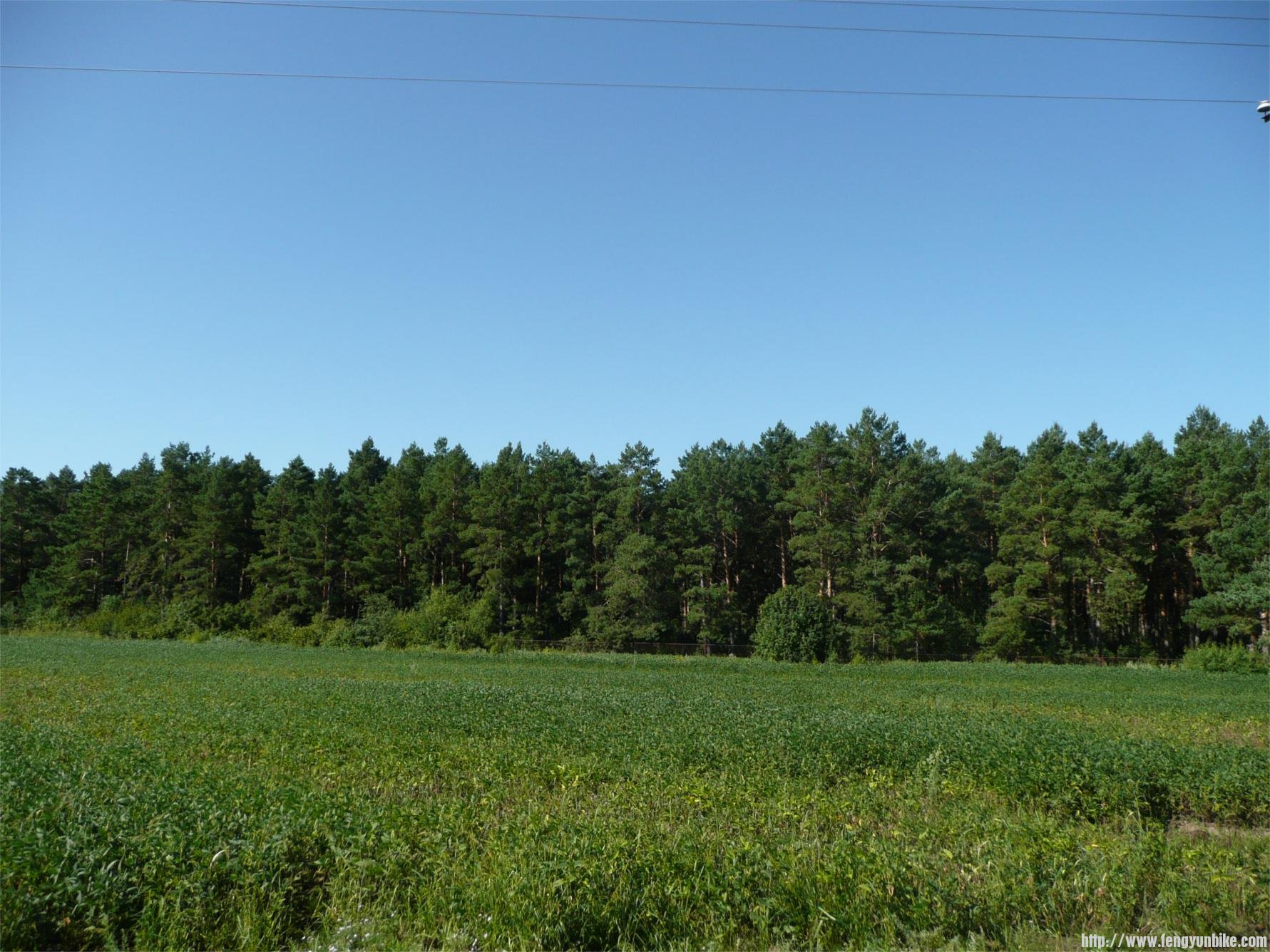 路边的原始森林。