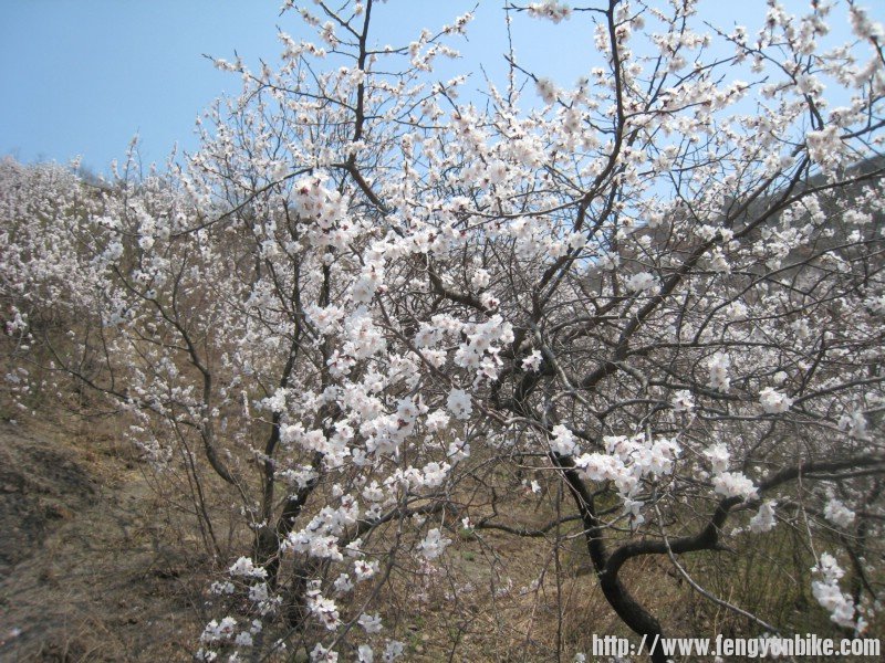山花心花一起放