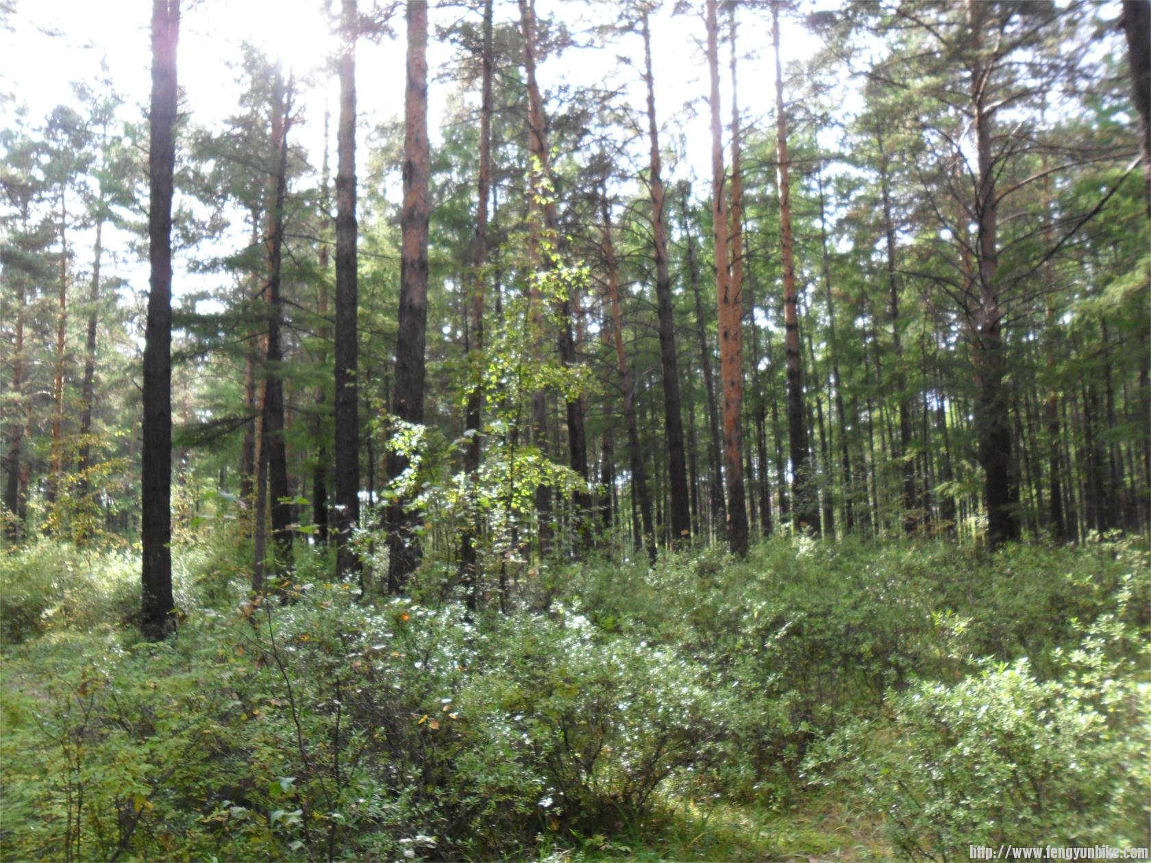 古松林。