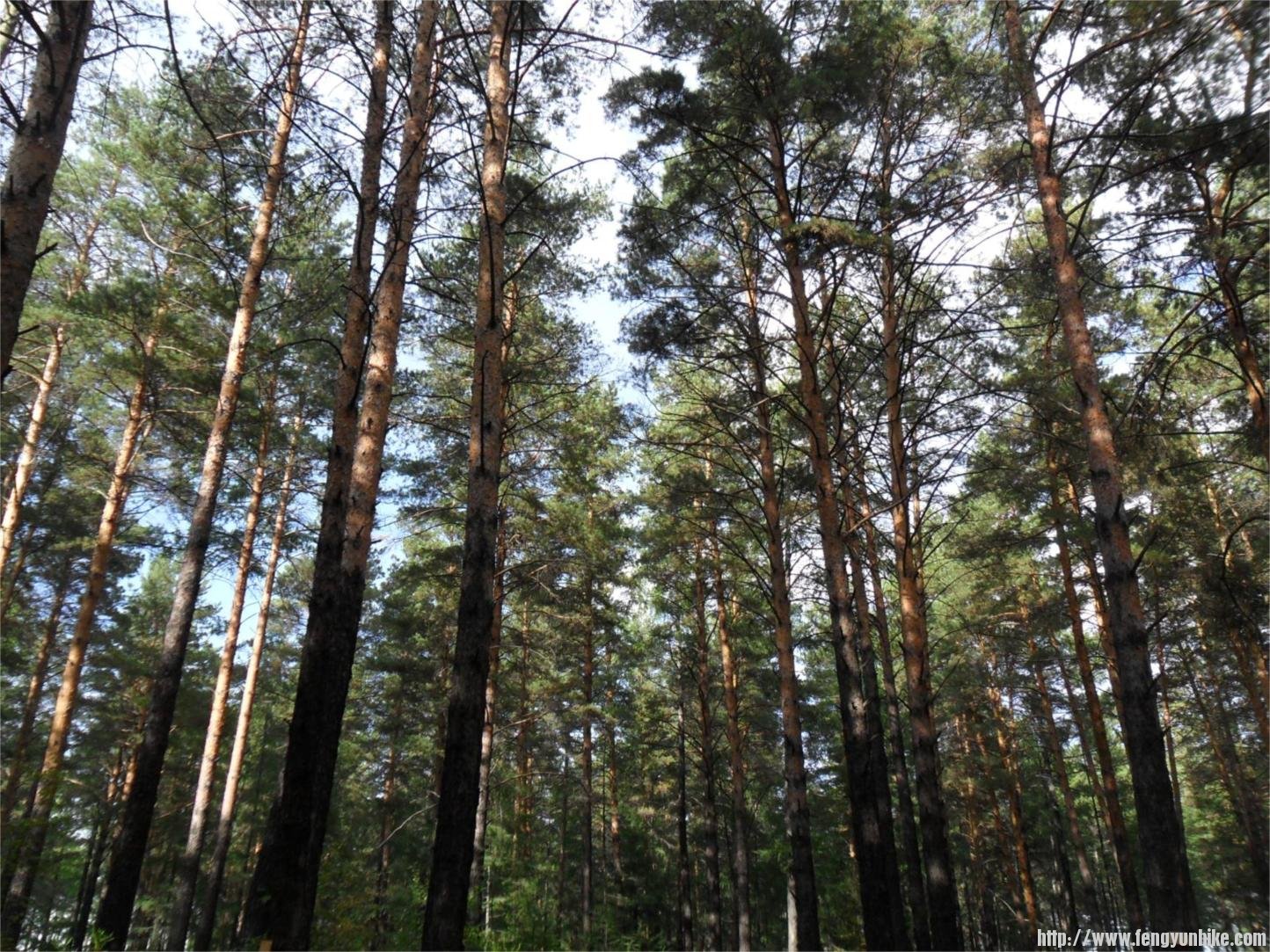 每棵松树都有百岁高龄。