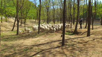 看这么多羊~这够吃一年的了