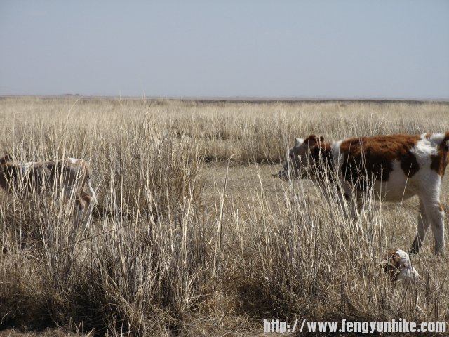 内蒙骑行记 027.jpg
