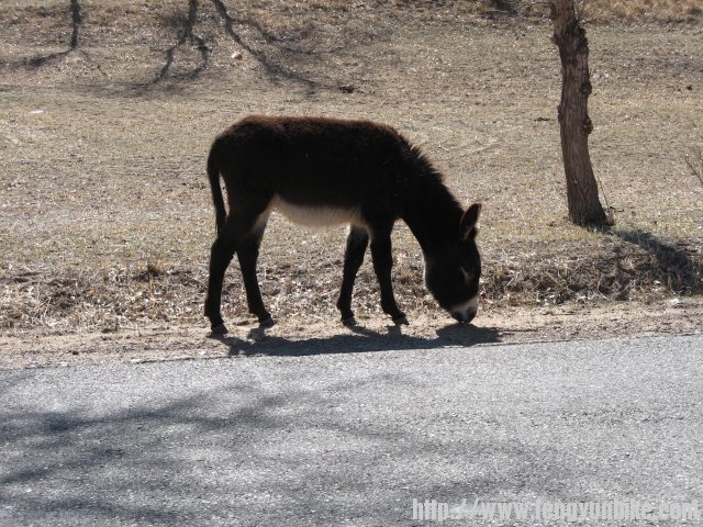内蒙骑行记 077.jpg