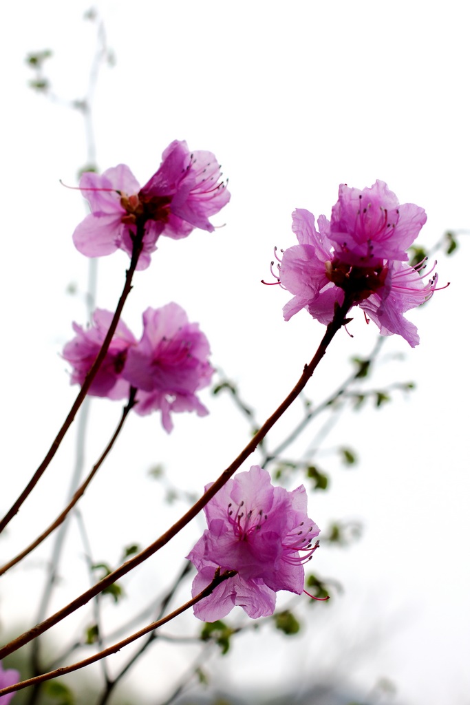 杜鹃花2.jpg