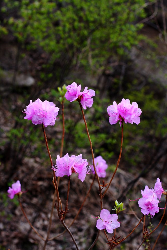 杜鹃花3.jpg