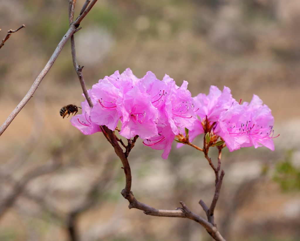 杜鹃花10.jpg