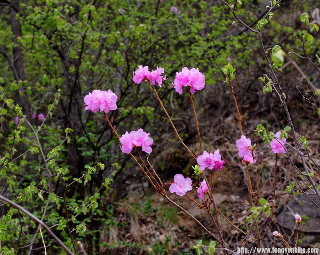 杜鹃花5.jpg