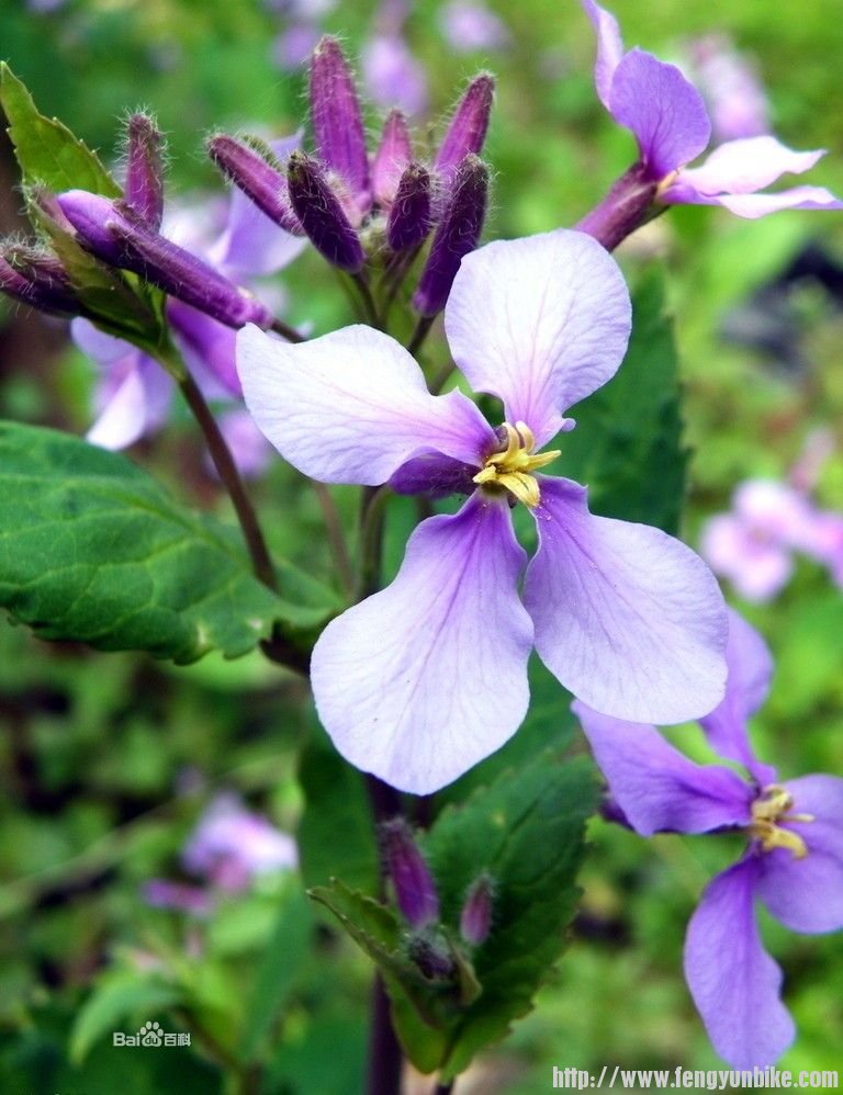 二月兰.jpg