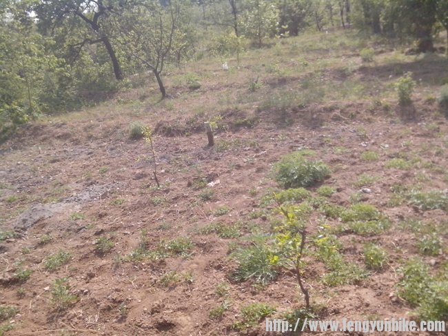以松好的土地，是否穿过去，犹豫不觉