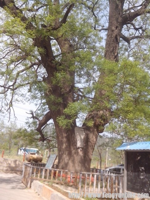 村头的大树