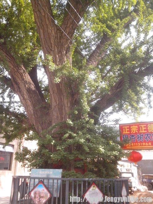 800年历史的银杏树