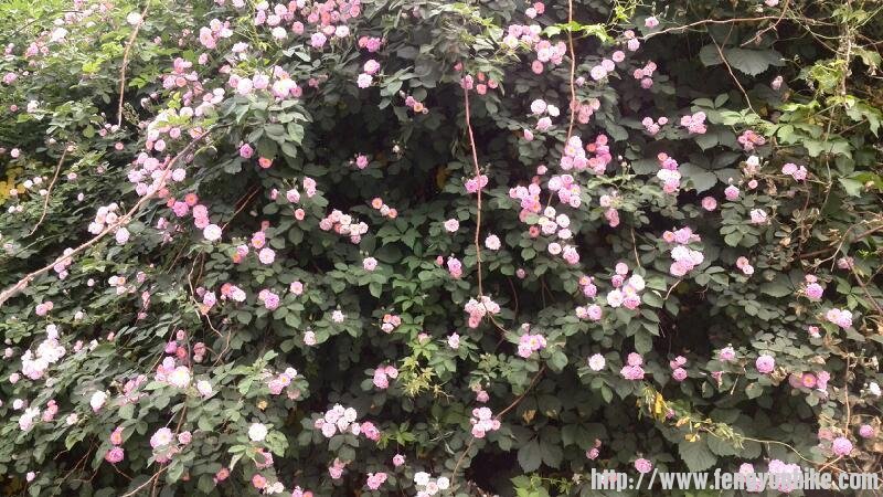 路途中美丽的映山红