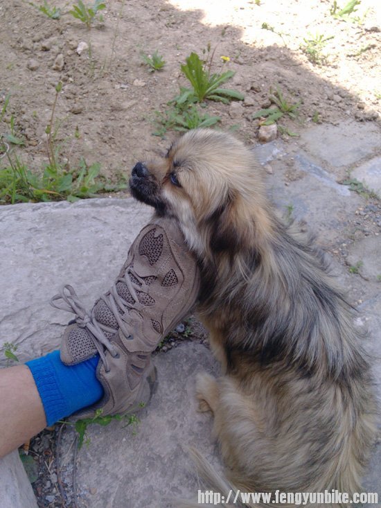 小狗在这里过的日子很闲散