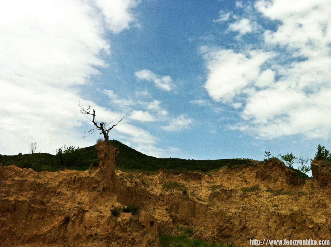 横岭最高处，标志性的枯树