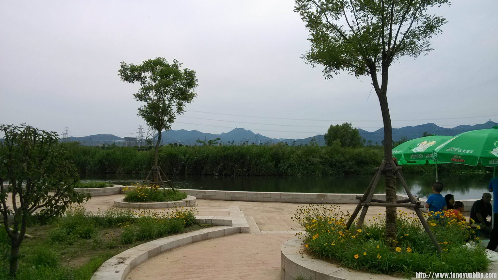 莲石湖公园-大片芦苇