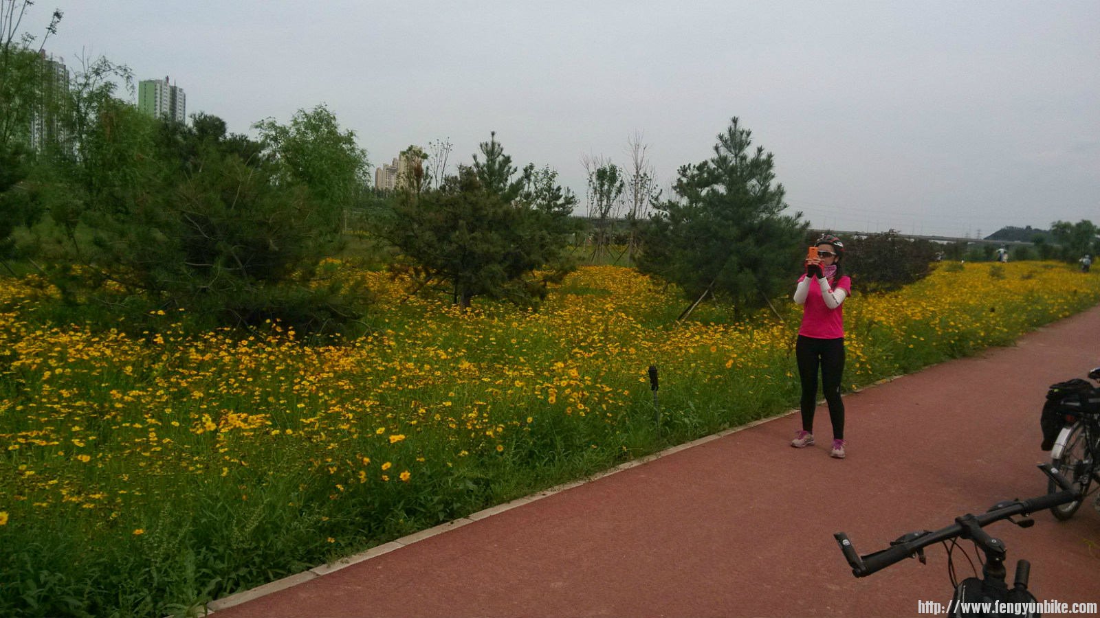 莲石湖公园-路边大片的花