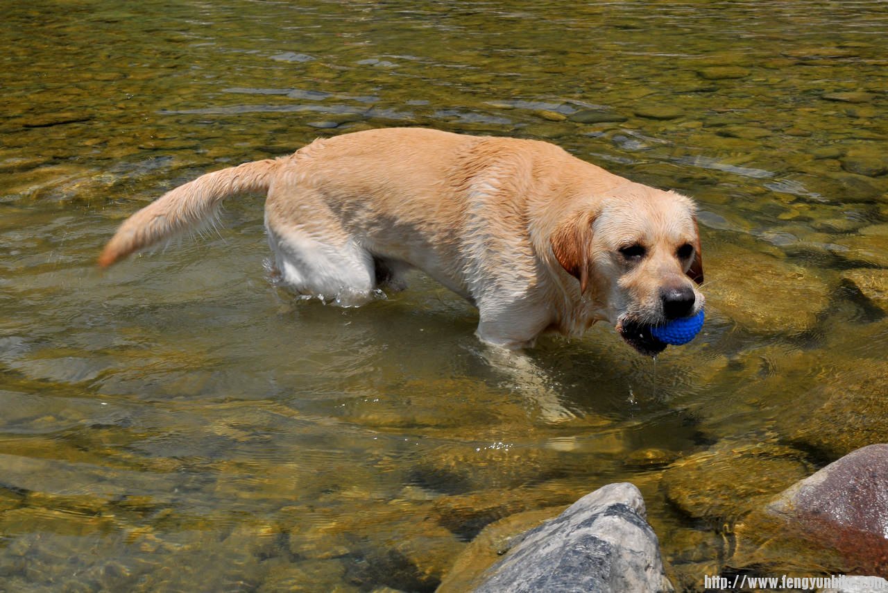 把皮球交给主人