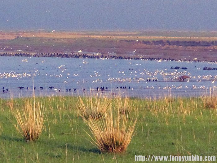 这张是早晨在牧民家的野地里拍的