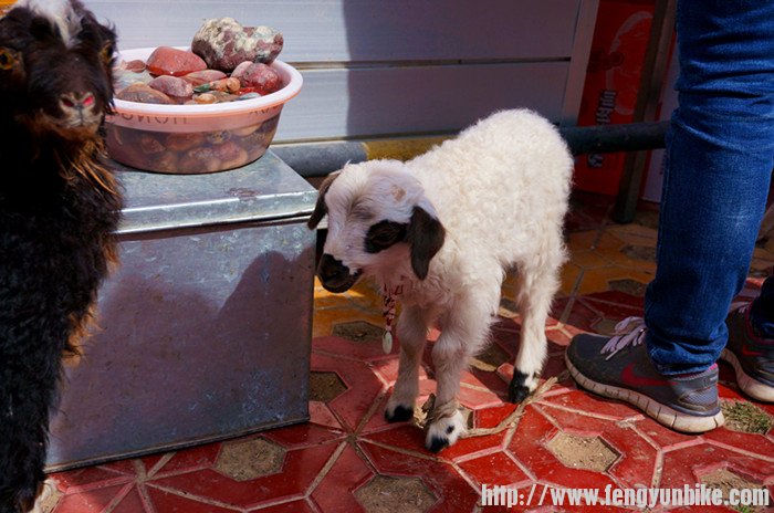 喂！这里是鸟岛好吗？非同类请不要在此卖萌！