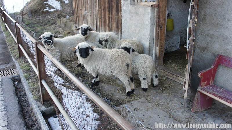 很喜感的小羊，黑脸的，只在电视上见过，这回见真的了，哈哈，就在路边的羊圈中，好奇的打量着我们这些东方 ...