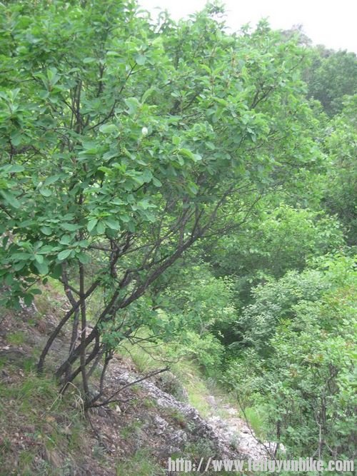 王小沟、大营子 059.jpg