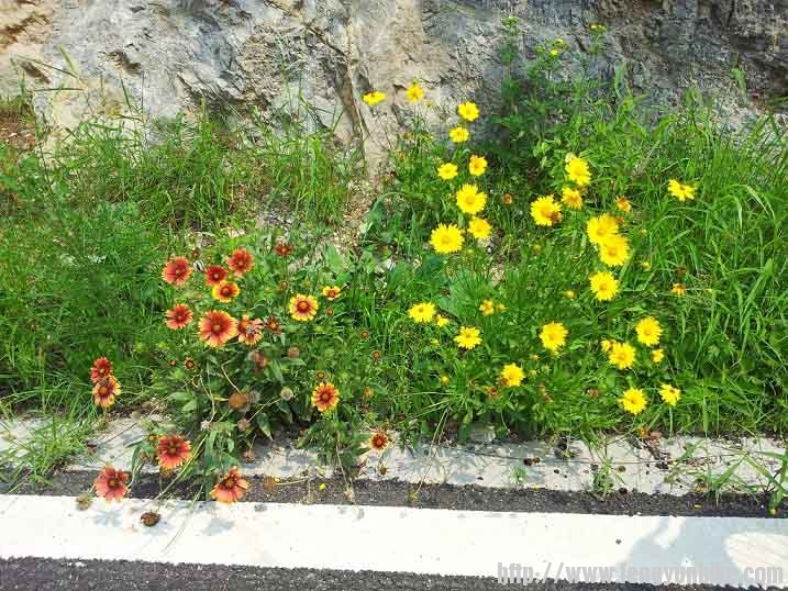 路边的野花
