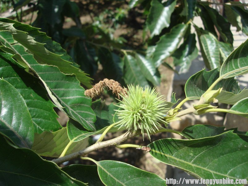 门前的栗子树已经结果了.jpg