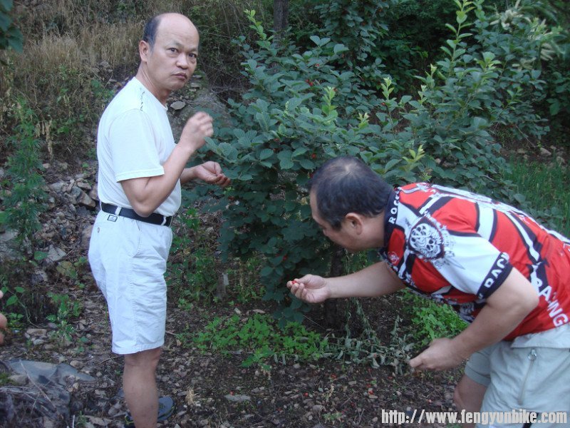 清晨发现房后有一棵毛樱桃树