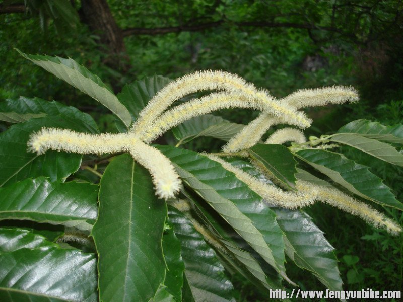 山里冷，栗子树的花还很大，没有结栗子呢