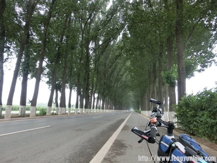 延琉路的林荫大道