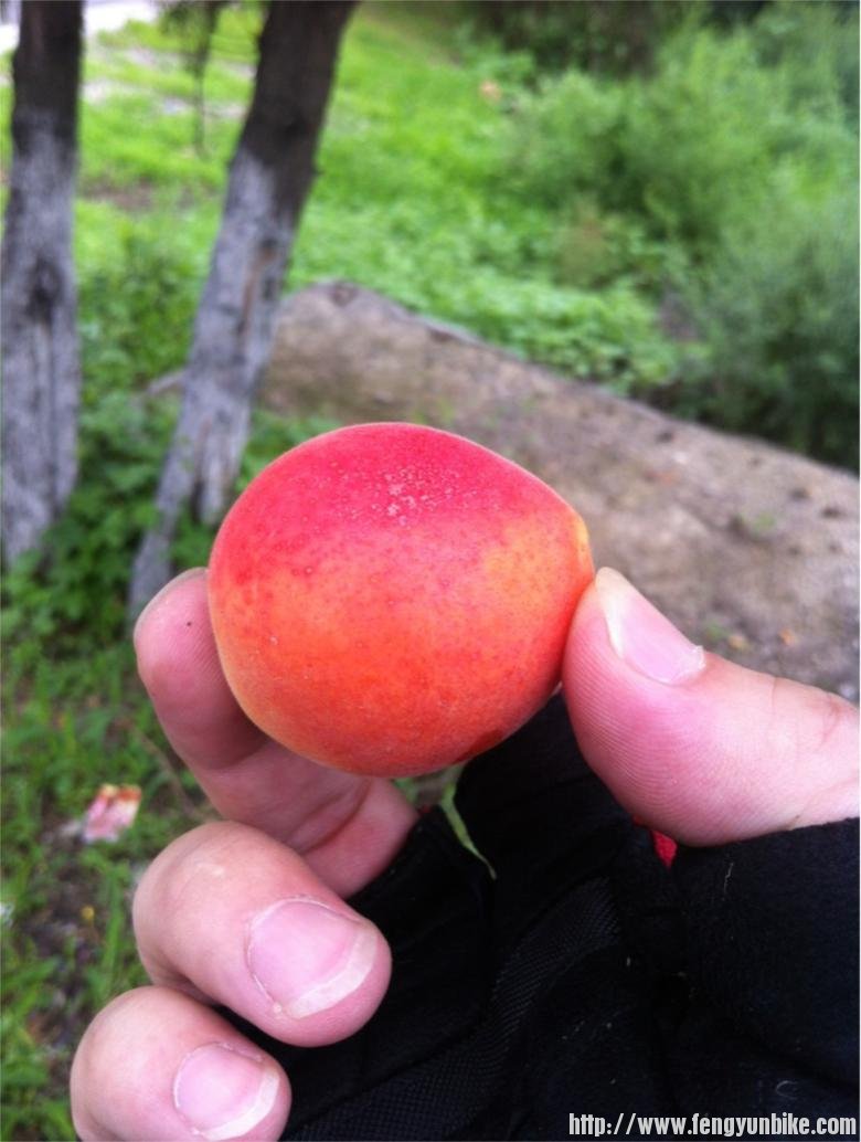 路边的山杏，超甜