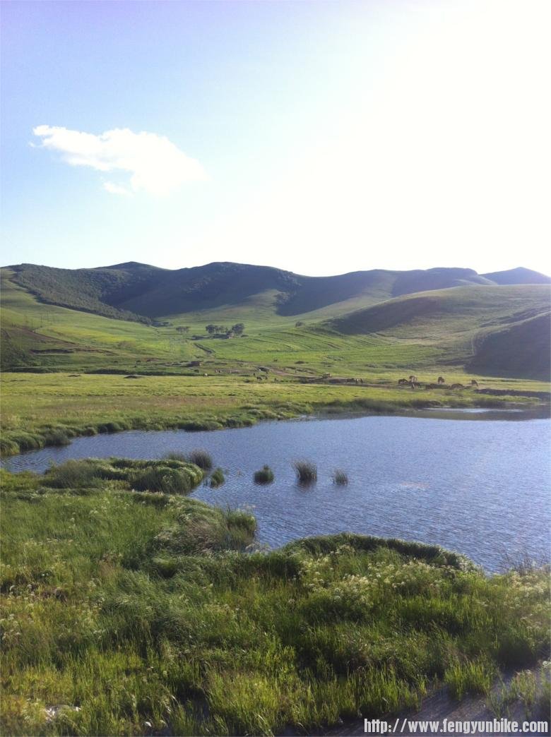 草原上的水泡子，很多马在这里饮水