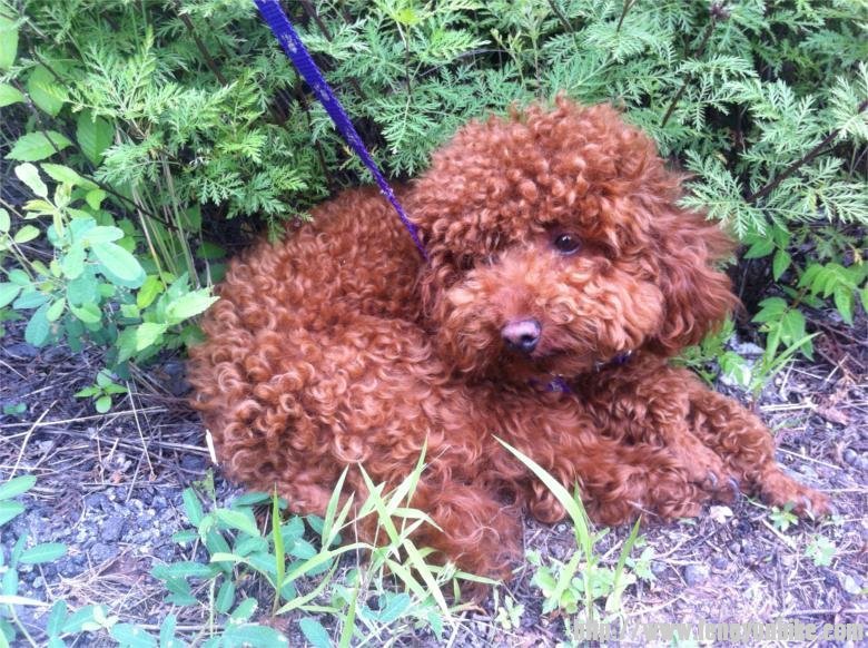 淘淘累的没精神了