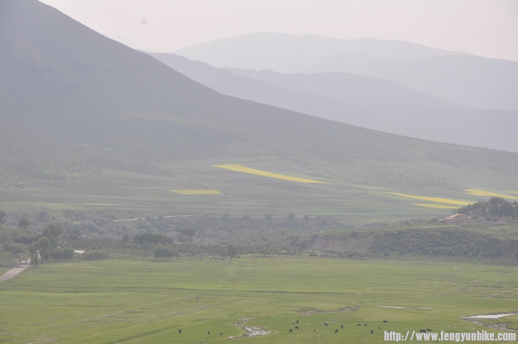 油菜花我们来了
