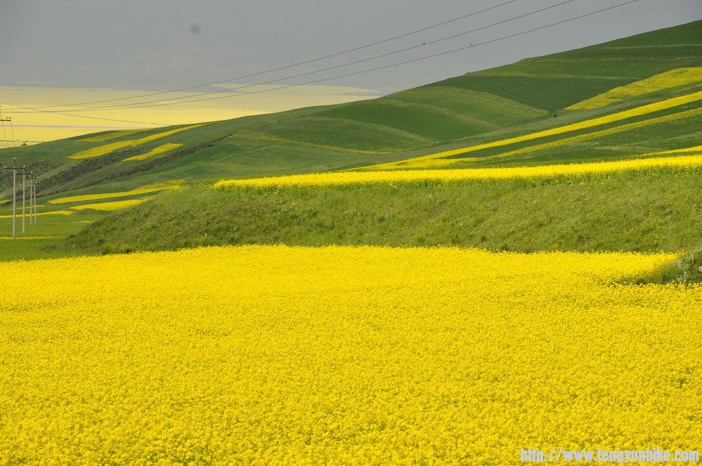 门源的油菜