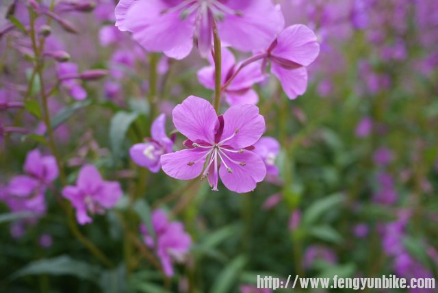 西海镇路边的话