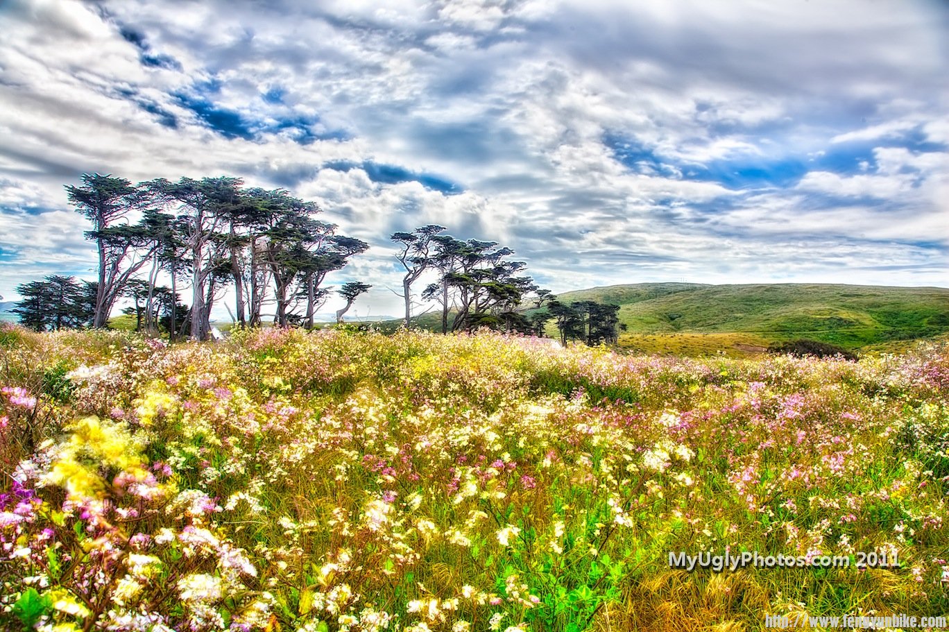 A_Mid_Summers_Day_-_Point_Reyes_Califonia_MyUglyPhotos.com_FullSize copy.jpeg