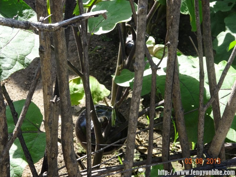 DSC01114 (800x600).jpg