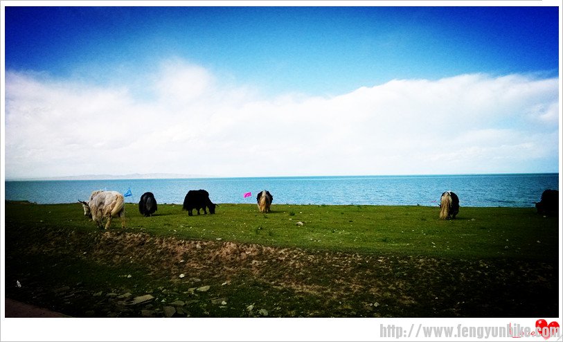 手机青海湖 092_副本.jpg