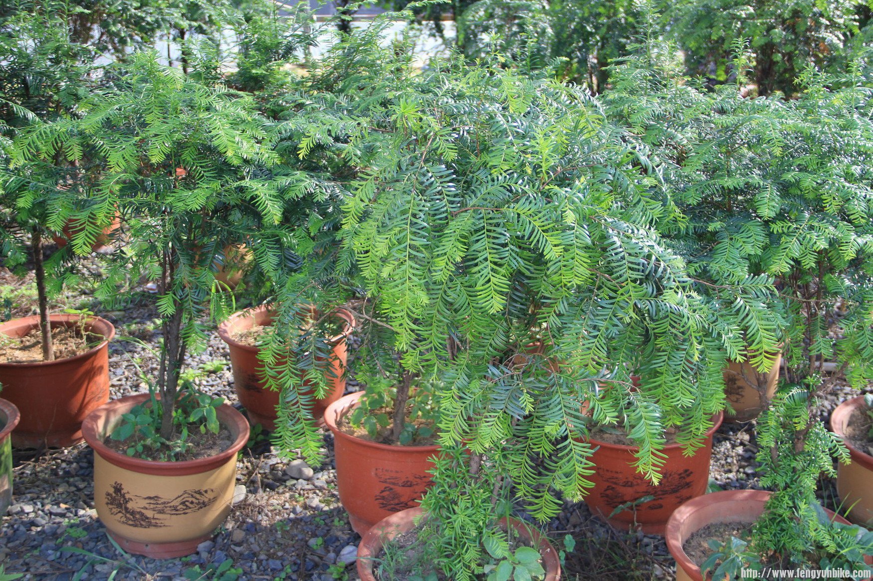 IMG_9757 - 副本.JPG